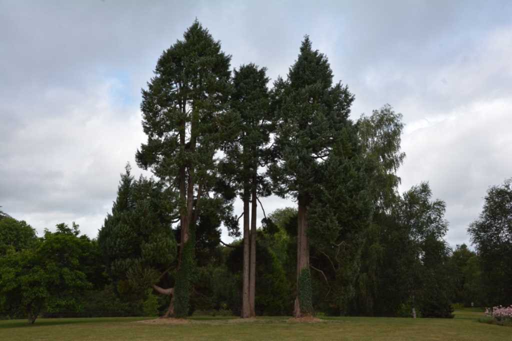 DSC_4544Mittel_.JPG
